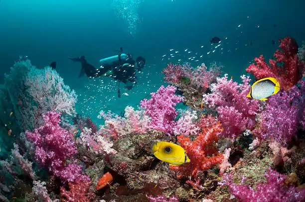 Best Time For Scuba Diving in The Andamans